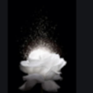 Meet your Posher, Antionette